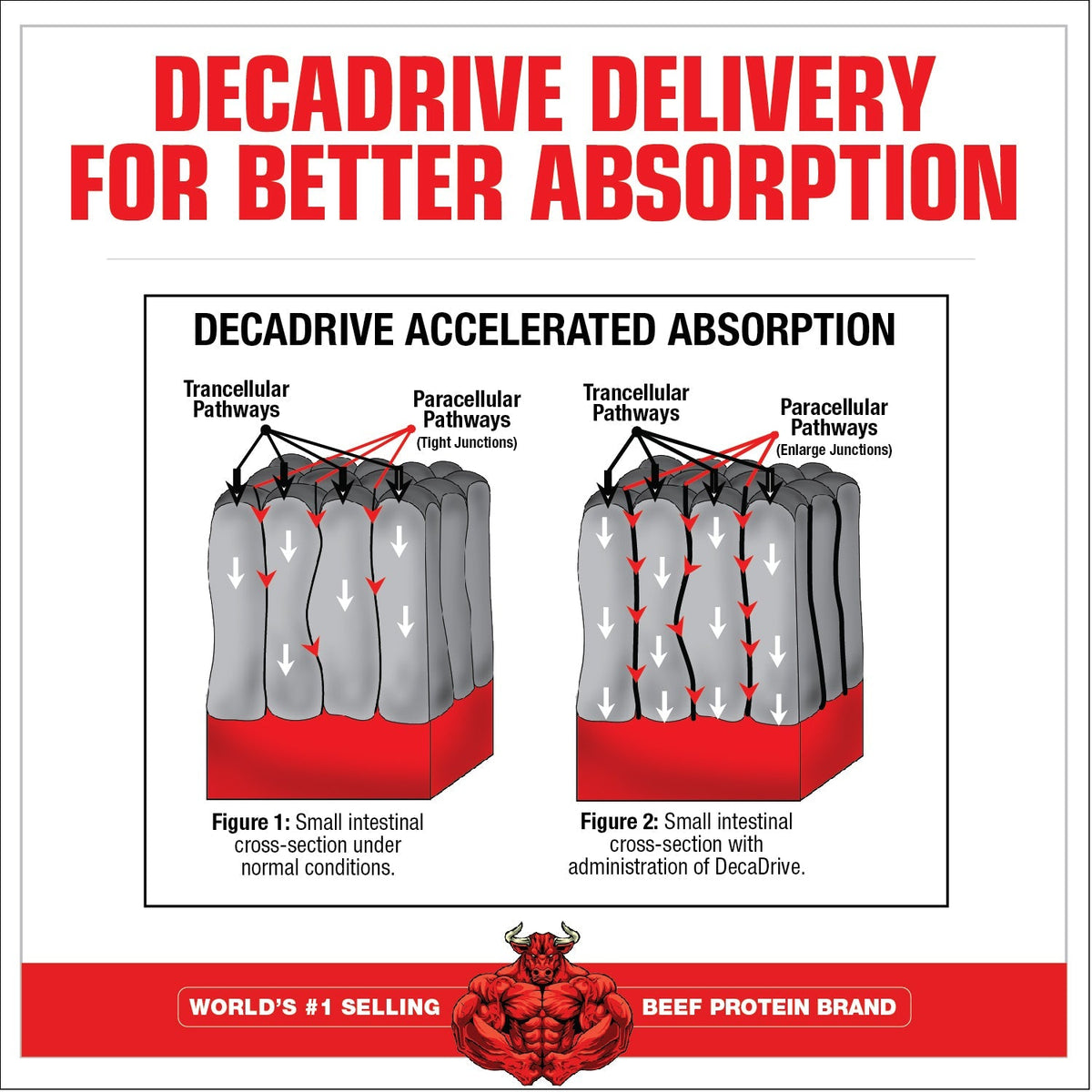 MuscleMeds Amino Decanate - Amino Acids